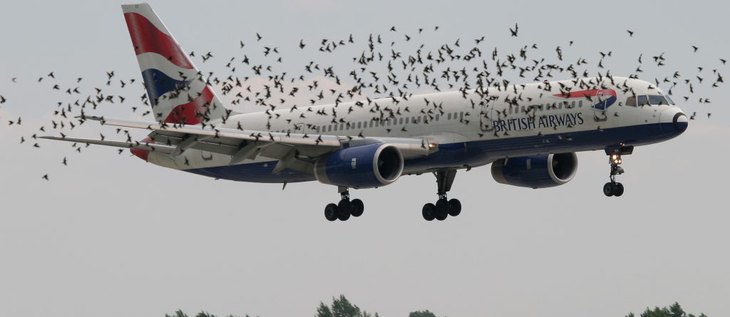 Photo of Reducing Bird Strikes- Radar Networks