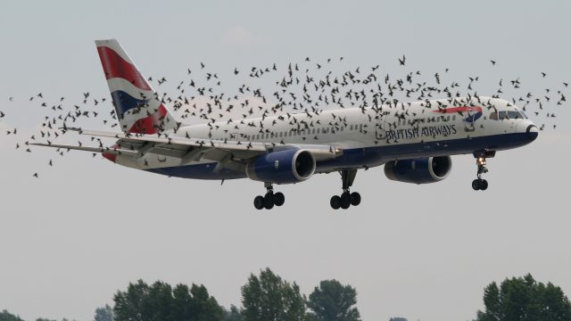 Photo of Reducing Bird Strikes- Radar Networks