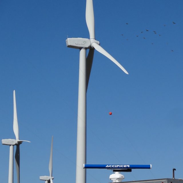 2D Bird & Bat Radar System